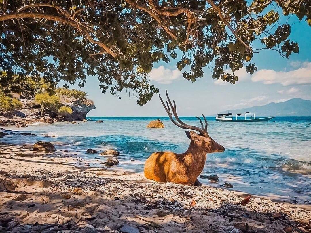 Putu Guest House Pemuteran Εξωτερικό φωτογραφία